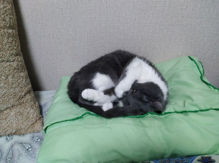 Спящего вам котика в ленту