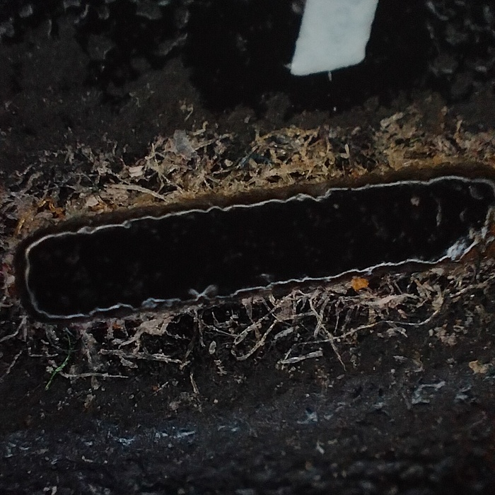 Клавиатурный микроб