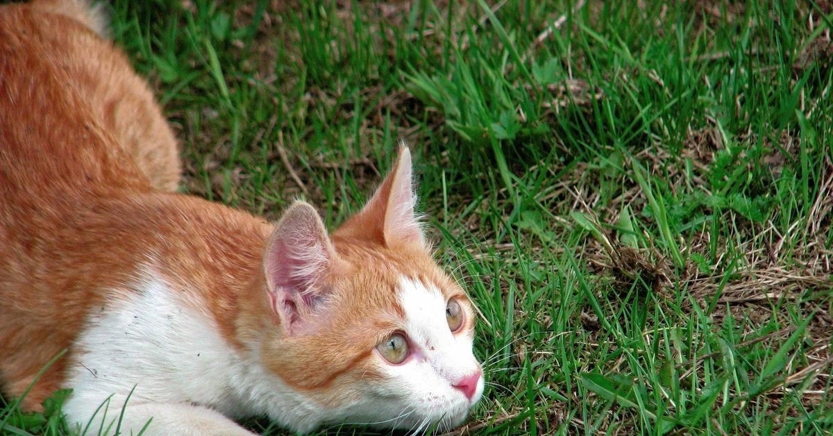 Пестро рыжая. Турецкий Ван рыжий гладкошерстный. Рыже белый кот гладкошерстный. Гладкошерстный турецкий Ван рыже белый. Белый кот с рыжими пятнами порода.