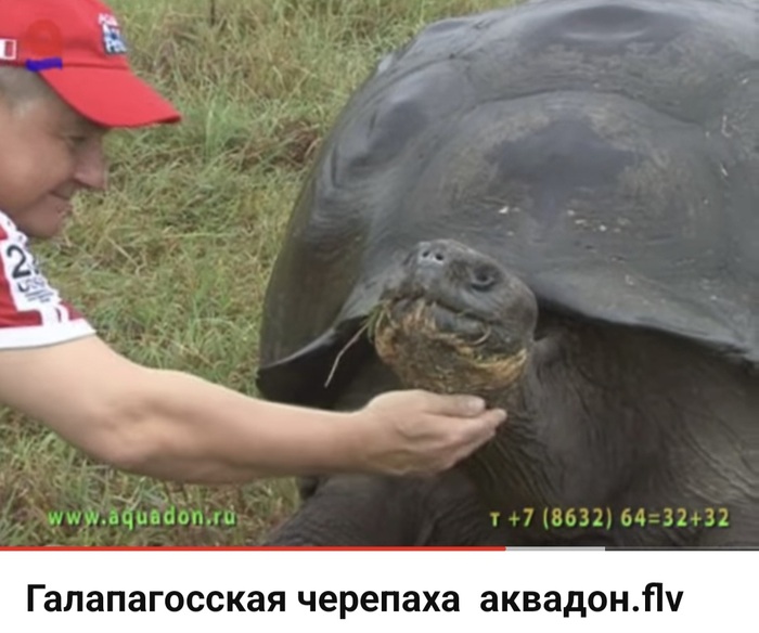 Очень большая лапочка (примерно 300 кг) Черепаха, Галапагосские черепахи, Человек, Милота, Видео, YouTube
