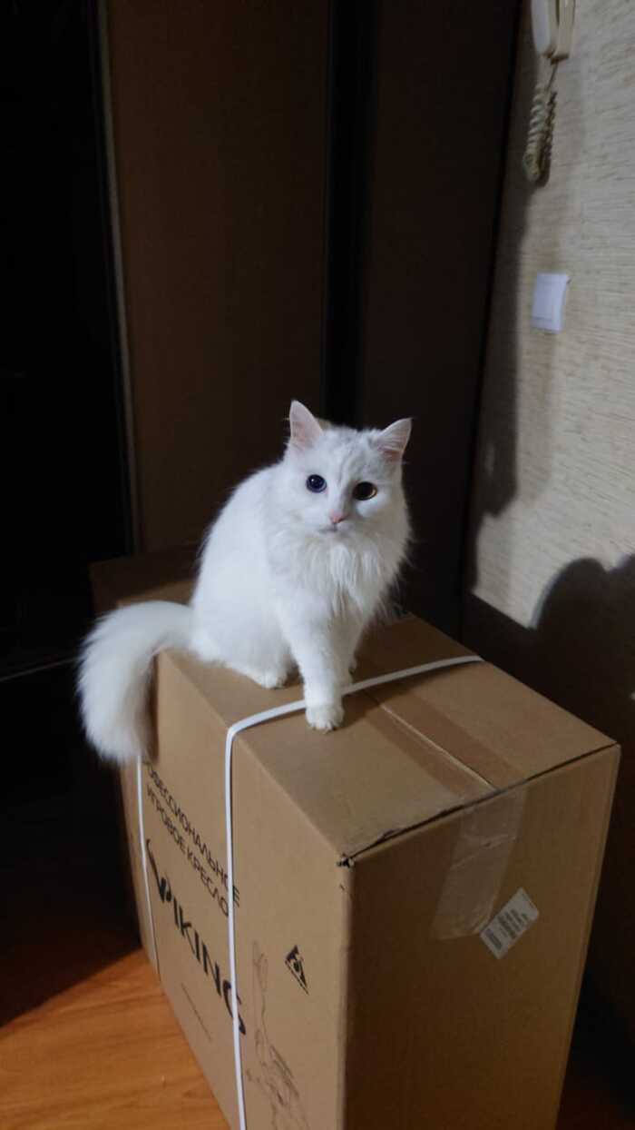 Прощай кошка Симка