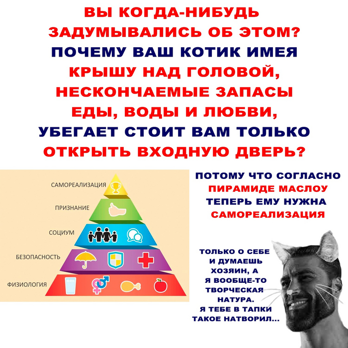 Самореализация котика | Пикабу