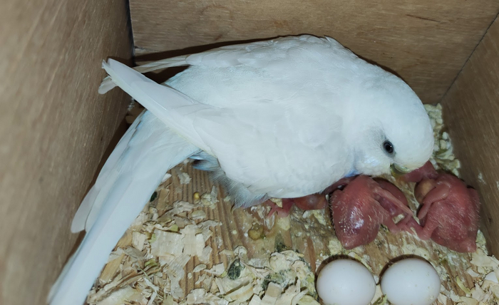 Птенцы волнистого попугая Домашние животные, Волнистые попугаи, Птенец, Высиживание яиц
