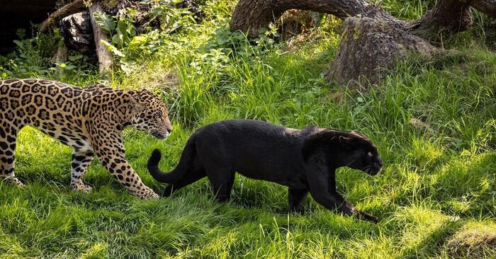 Ягуары Napo и Goshi Черная пантера, Ягуар, Большие кошки, Семейство кошачьих, Хищные животные, Млекопитающие, Животные, Дикие животные, Зоопарк, Фотография, Длиннопост