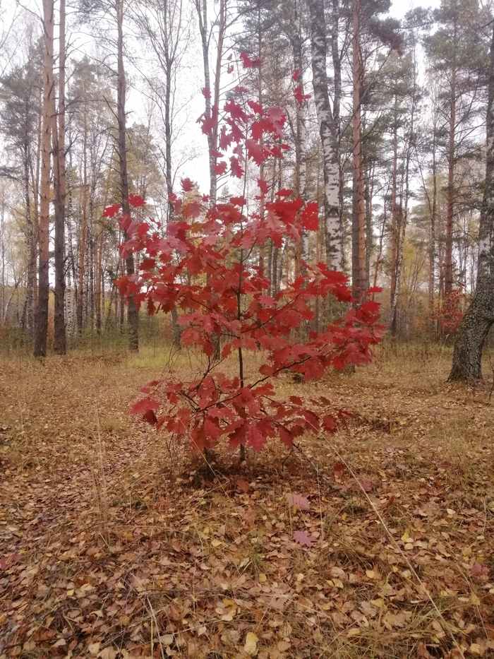 Осенний дуб Осень, Дуб, Дерево, Лес, Природа, Фотография