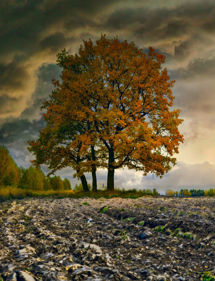 Осень Фотография, Осень, Осенние листья, Дуб, Небо
