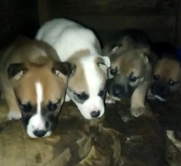 Продолжение поста «Жуков. Пушистым малышам очень нужен дом»