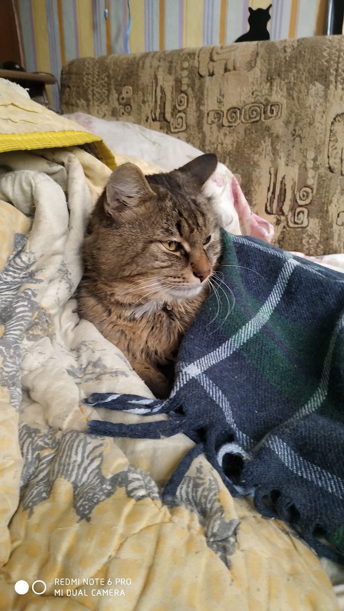 Котейка в пледе