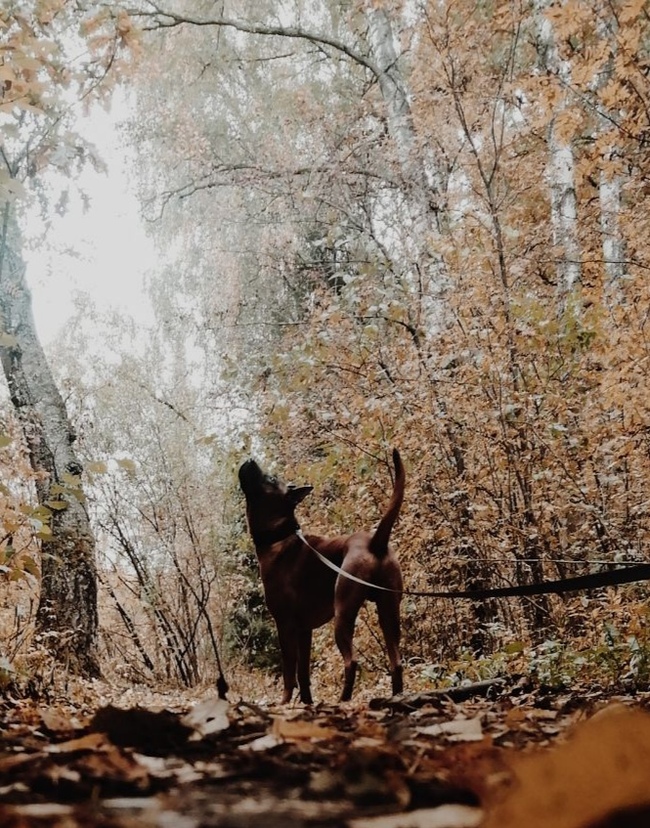 Тайский, мать его, риджбек