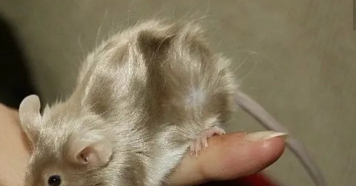Сколько мышей. Крыса Дамбо сатин. Декоративная крыса Дамбо. Крыса породы сатиновая. Крыса Дамбо длинношерстная.