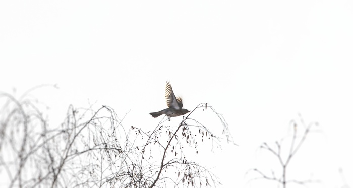 Нафоткал птиц из окна Птицы, Природа, Природа России, Фотография, Canon 600d, Снегири, Синица, Воробей, Ворон, Дрозд, Длиннопост