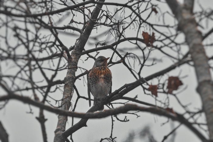 Нафоткал птиц из окна Птицы, Природа, Природа России, Фотография, Canon 600d, Снегири, Синица, Воробей, Ворон, Дрозд, Длиннопост