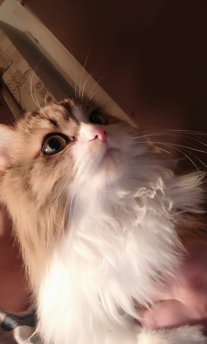 История братьев наших меньших