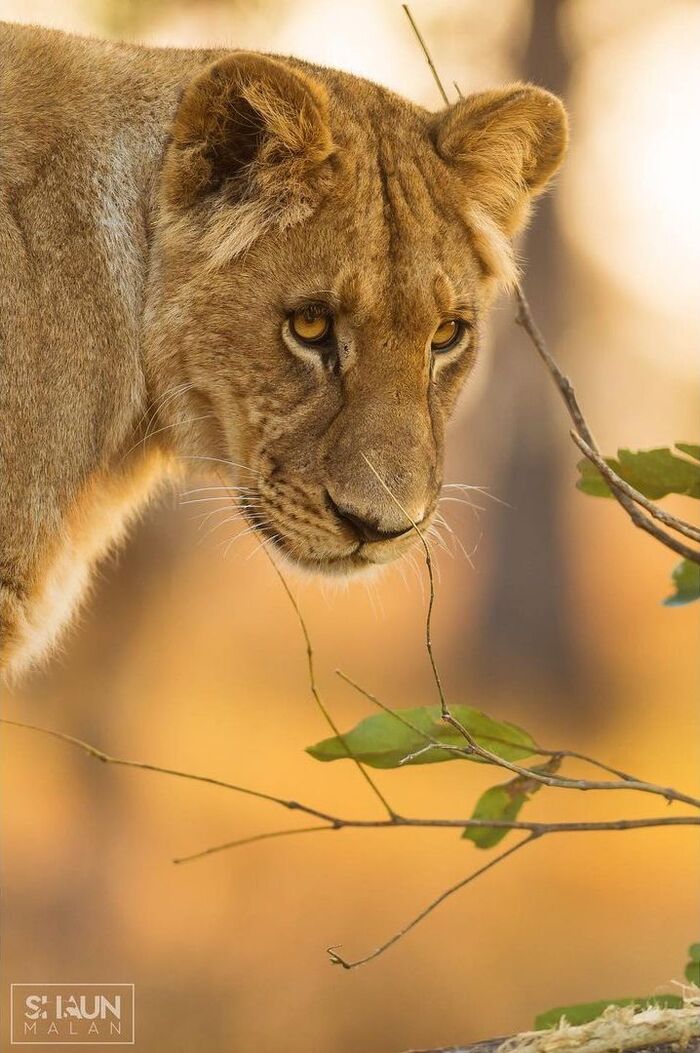 Укоризненный взгляд