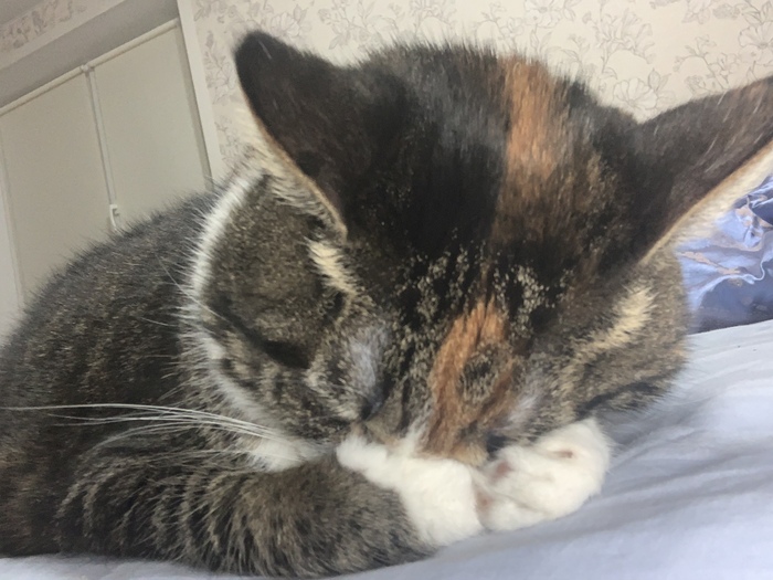 Кошке тоже нужен отдых )