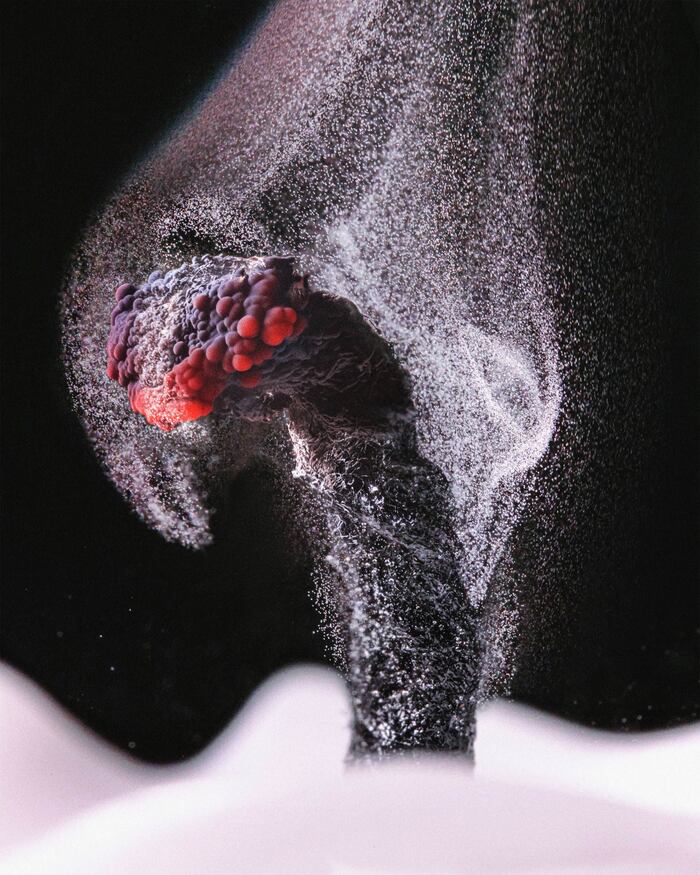    Nikon Small World , , 