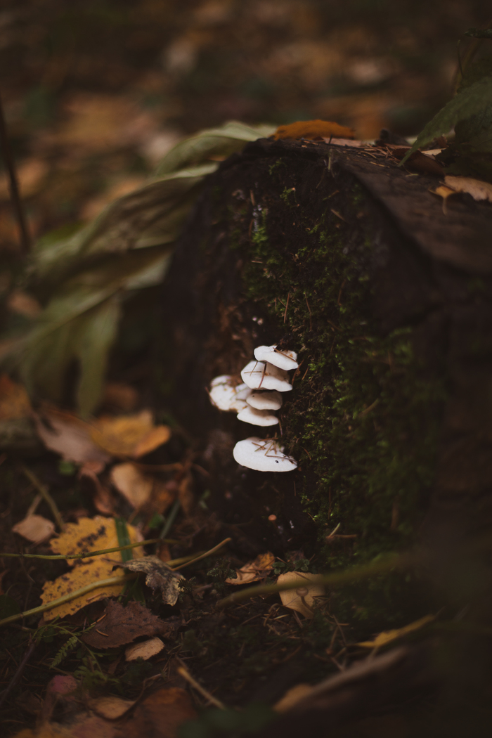Спасибо всем: заблудшим случайно и вошедшим умышленно.) Рада видеть Вас! Фотография, Красота, Начинающий фотограф, Фотограф, Canon, Уличная фотография, Длиннопост