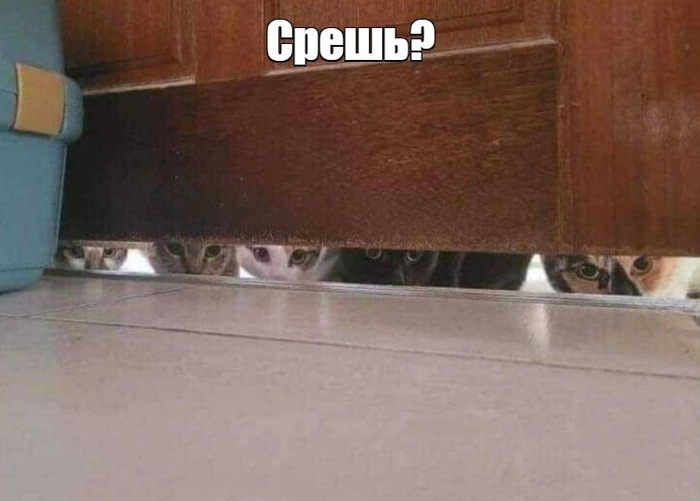 Коты