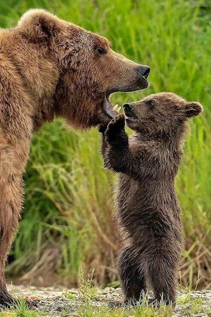 А ты точно не ела мой мёд?