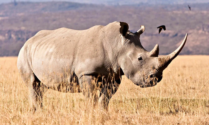 Северный белый носорог: Вселенная прощается с ними. Этот подвид уже вымер, но его ещё можно увидеть вживую Носорог, Книга животных, Яндекс Дзен, Длиннопост, Белый носорог, Африка, Фотография