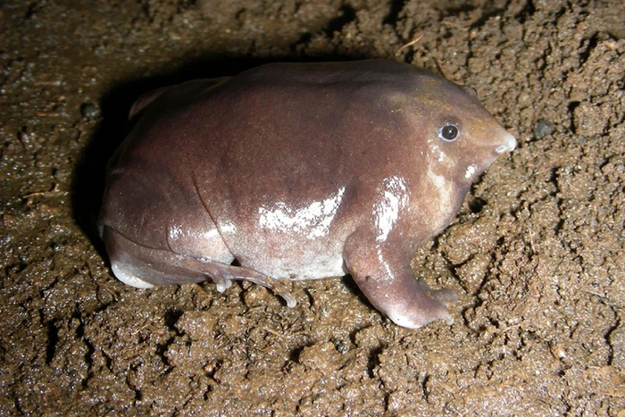 Пурпурная лягушка: Кудахчет, живёт глубоко под землёй и выглядит как гнилая картошка. 120 млн лет безупречного выживания! Пурпурная лягушка, Лягушки, Книга животных, Яндекс Дзен, Длиннопост