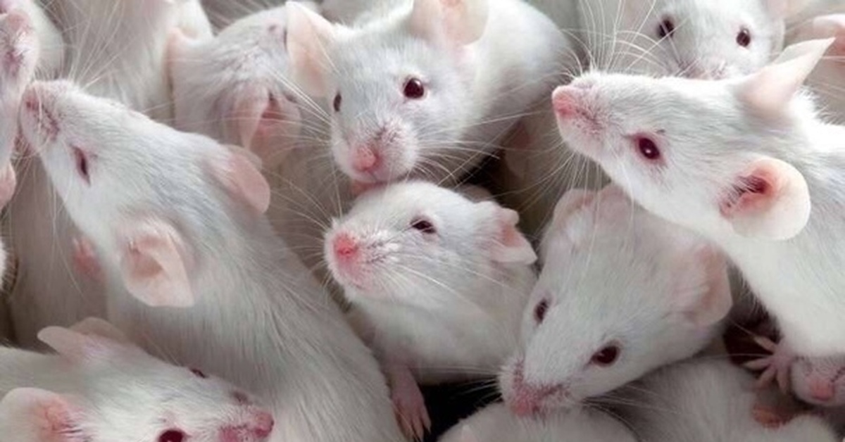 К чему снится много мышей серых маленьких. Белые лабораторные мыши. Белая мышь. Много мышей.