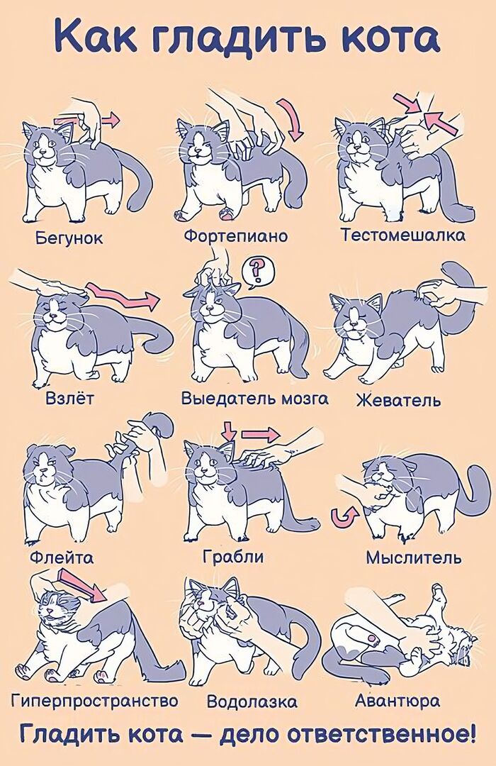 Как гладить кота | Пикабу