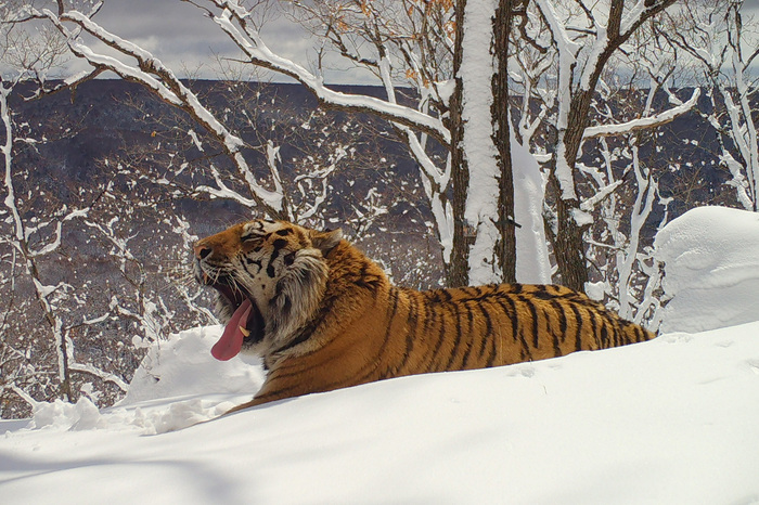 Как зимуют амурские тигры? Фотоловушка, Национальный парк, Приморский край, Амурский тигр, Редкий вид, Тигр, Большие кошки, Вымирающий вид, Длиннопост