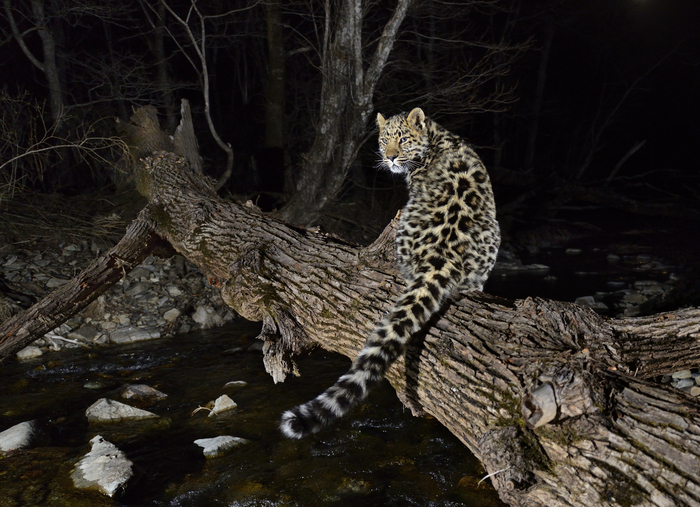 Эволюция и современное состояние дальневосточного леопарда