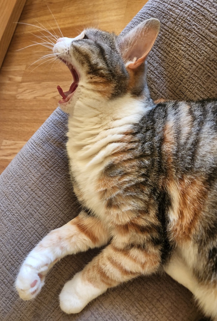 Котенька зевнула