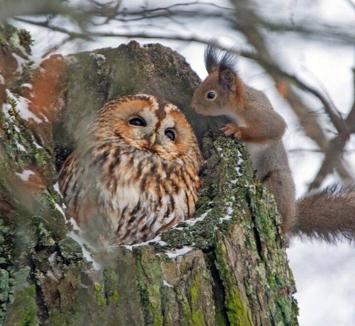 Белка не вдупляет