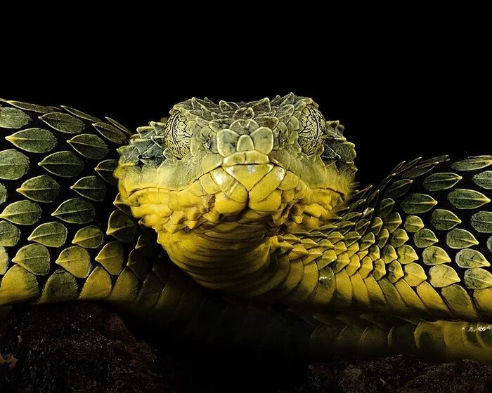 horned bush viper