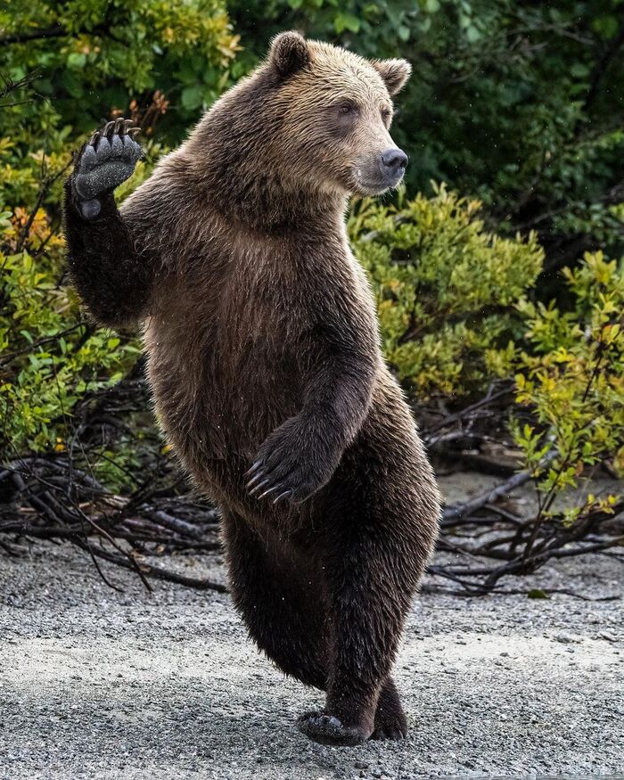 Супермодель Бурые медведи, Медведи, Хищные животные, Млекопитающие, Животные, Дикие животные, Дикая природа, Аляска, Северная Америка, Фотография