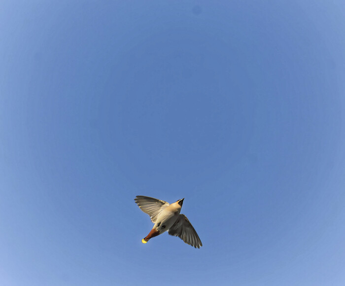 Свиристели пролетели