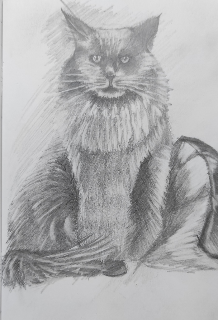 Котик Рисунок, Рисунок карандашом, Кот