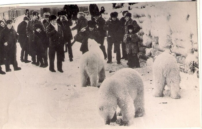 Жители посёлка Амдерма кормят белых медведей