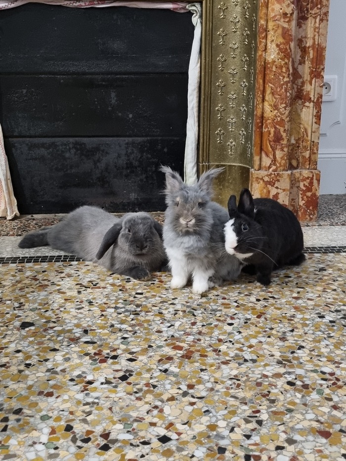 ��� �����