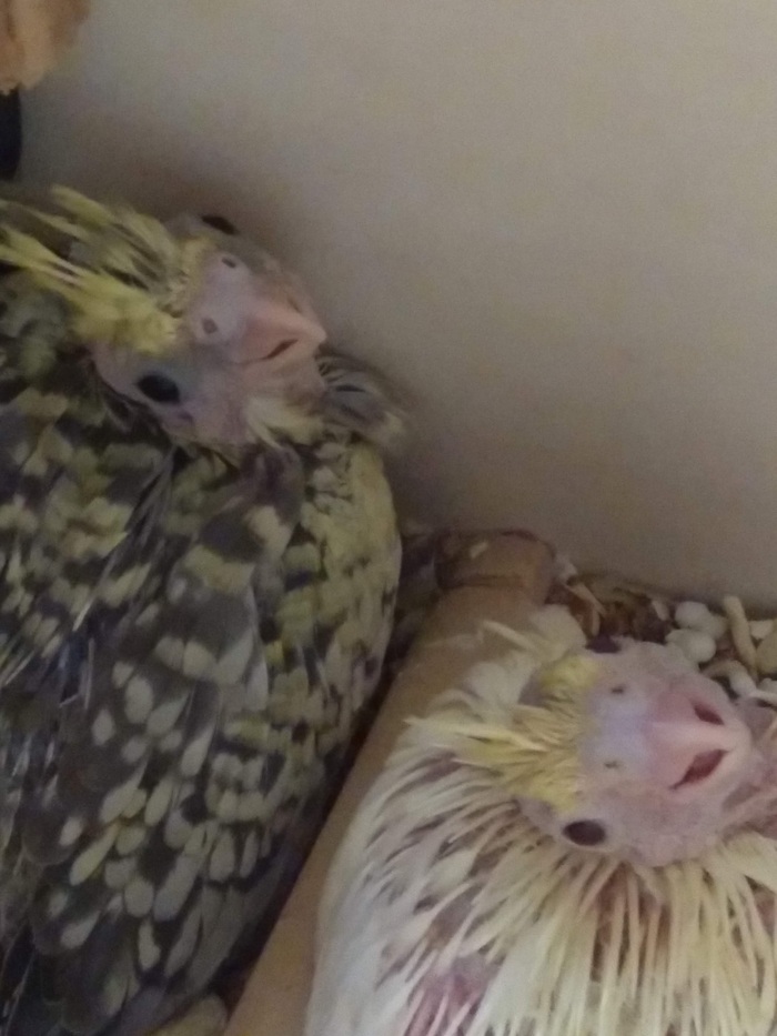 Мои птенчики)))