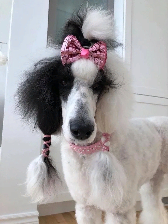 Собако-девка