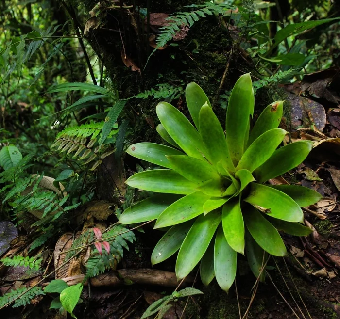 Растения эквадора