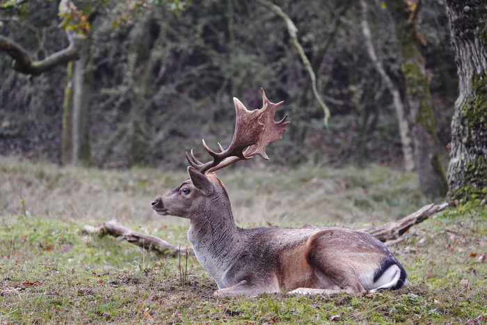 ����� ��������