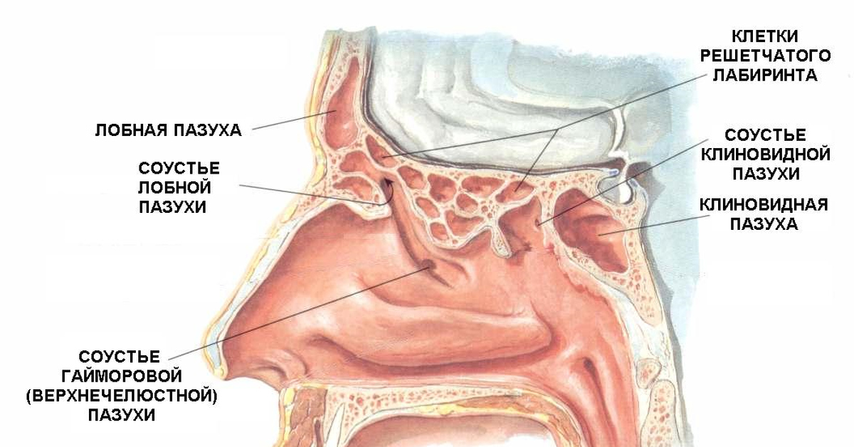 Полость носа носовые пазухи