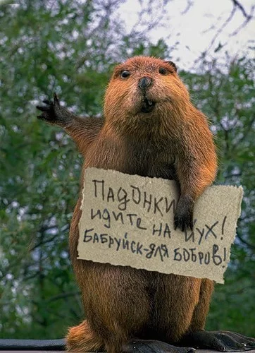 Бабруйск для бабров!