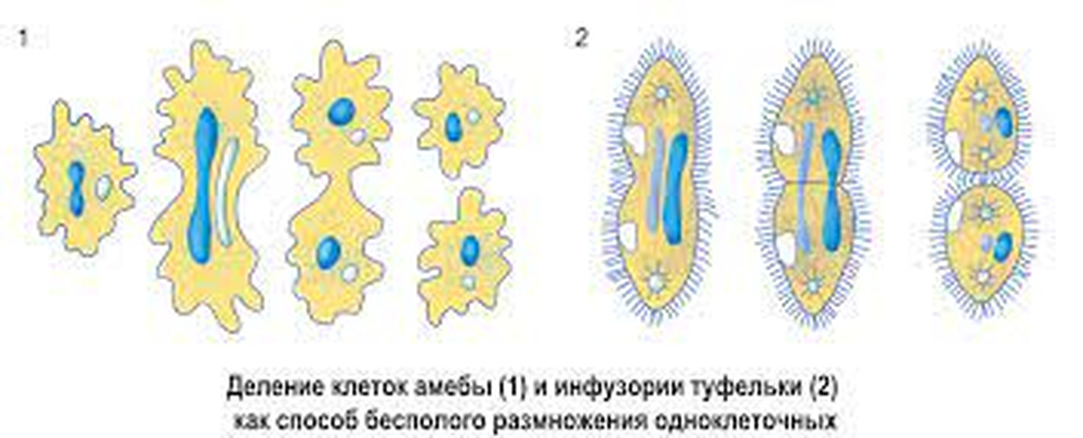 Деление одноклеточных. Инфузория туфелька деление.