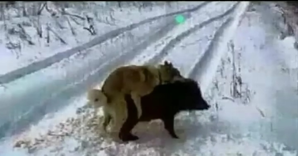 восточно сибирская лайка охота на кабана. не понимает суть охоты. продается охотничья собака прикол. приколы на охоте. не понимает суть охоты.