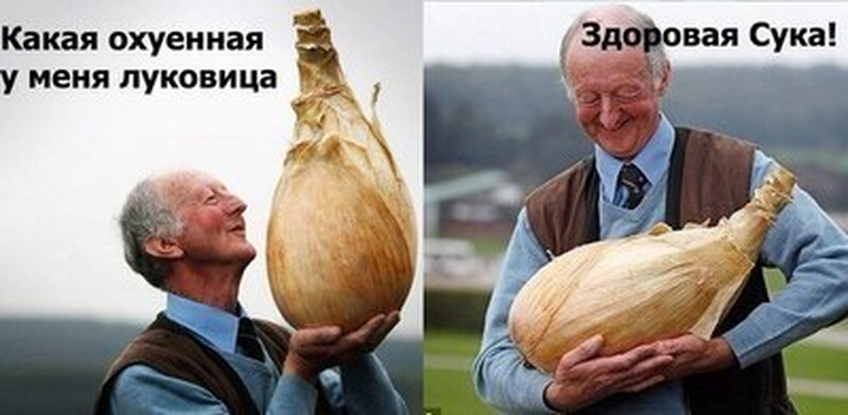 Луковица на волне | Пикабу