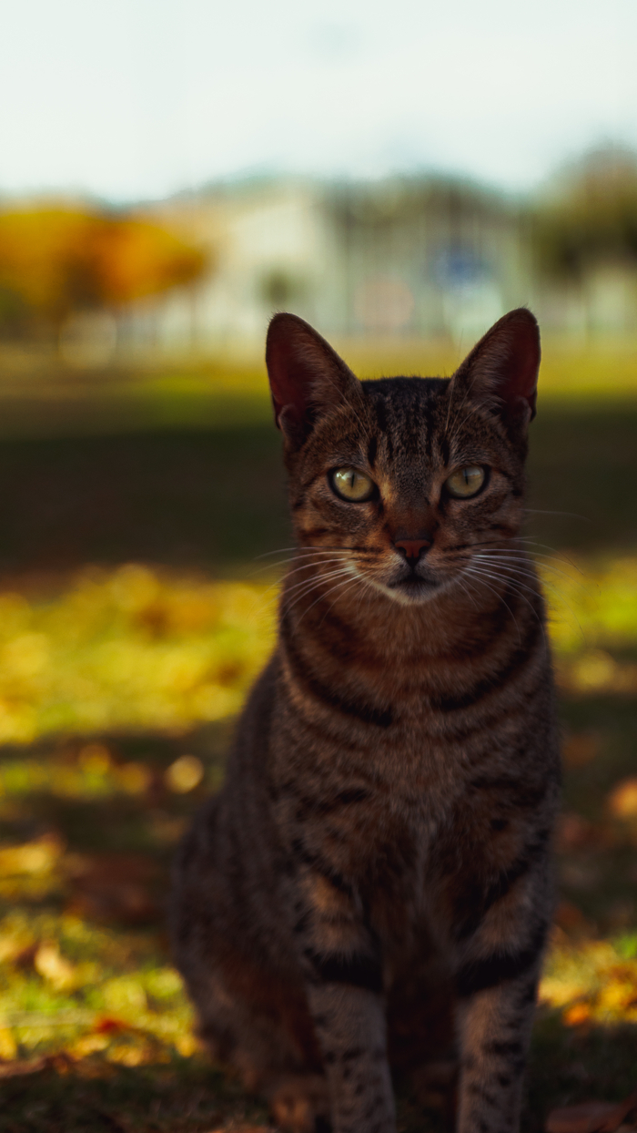 �������� ������� ��� � �����