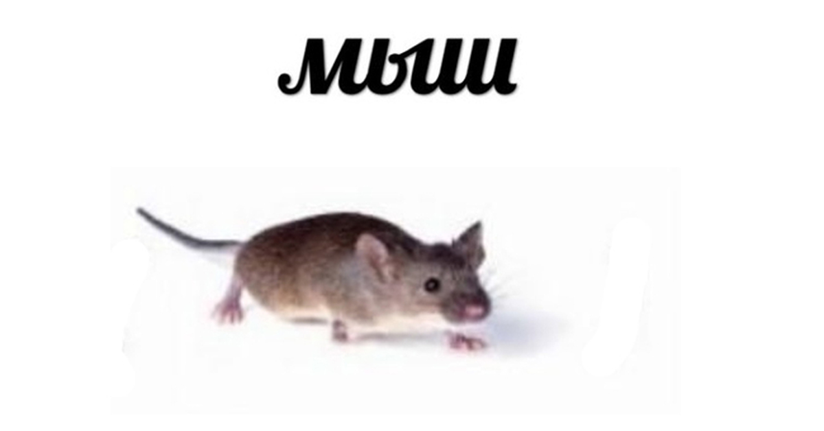 Ты че мышь