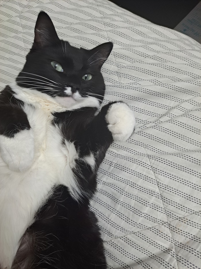 Ну что смотришь?гладь