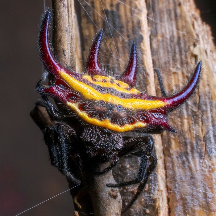 Gasteracantha curvispina ()